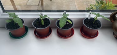 a row of plant seedlings in pots on a window sill