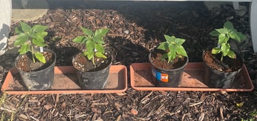 a row of four sunflower plants in pots