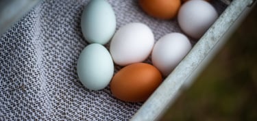 multi coloured organic eggs
