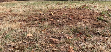 Cherry tree stump allll gone!