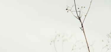 image of a plat with grey sky reflecting energy medicine