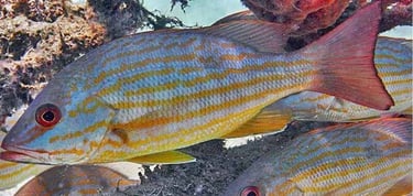 A school of yellowtail snapper with blue and yellow stripes swimming near a tropical coral reef.