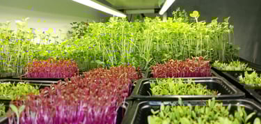 a picture of Early Greens microgreens nursery  produce