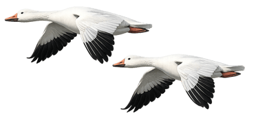 snow geese flying in Maryland
