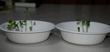 Carrot with FuelMarble
