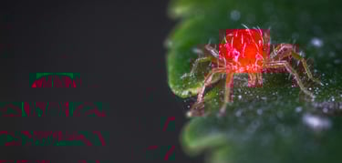 Red spider mite