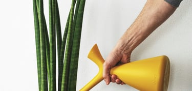 Watering houseplants