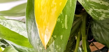 Yellowing plant leaves