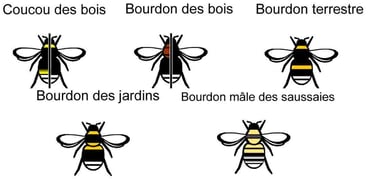 Bourdon