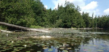 Shoreline image; environmental impact study in Trent Lakes, Peterborough.