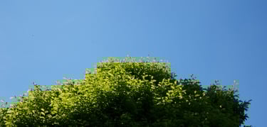 Tree with a blue sky in the background, representing corporate wellbeing and a healthy work place.