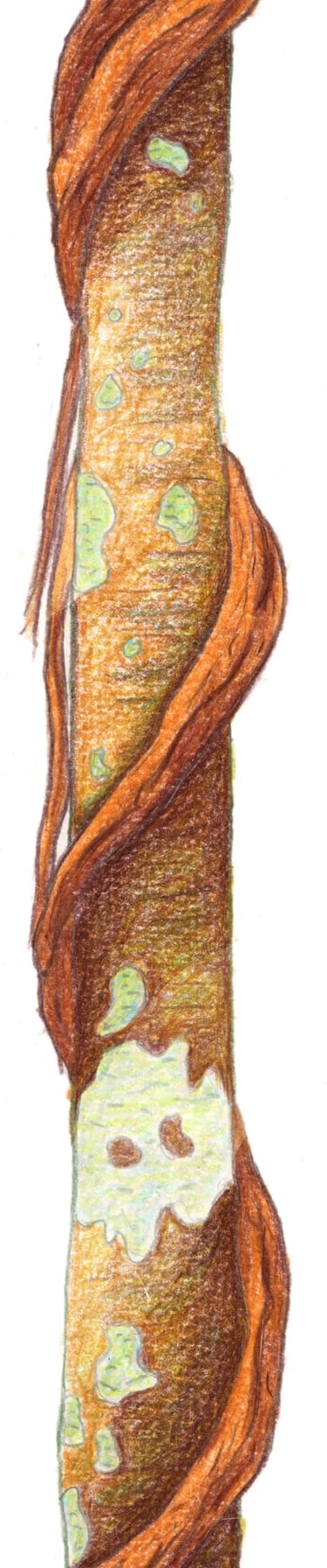 dessin arbre crayon de couleur