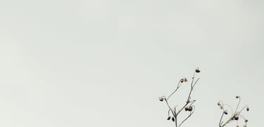 image of a plat with grey sky reflecting energy medicine