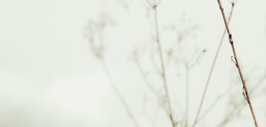 image of a plat with grey sky reflecting energy medicine