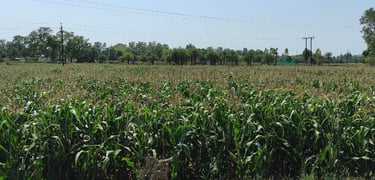 Vast Green Maize Fields Spread Across Rural India – Fresh Corn Cultivation for Export