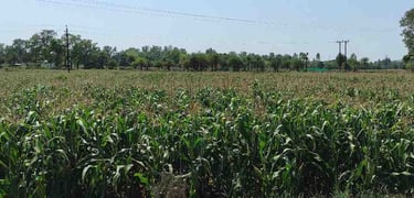 Vast Green Maize Fields Spread Across Rural India – Fresh Corn Cultivation for Export