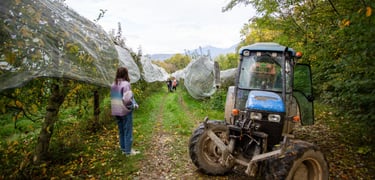 Verger bio de La Ferme du Coteau à Tournon en Savoie avec rangées de pommiers en plein air