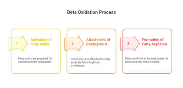 beta oxidation activation
