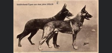 Historique du berger blanc suisse white shepherd Shaferhund Typen 1925
