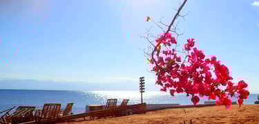 beach view with a tree with pink flowers on a sunny day
