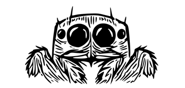 achat phidippus regius - kit phidippus regius - adoption phidippus regius