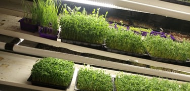 a picture of Early Greens microgreens nursery