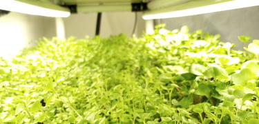 a picture of Early Greens microgreens nursery bed