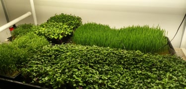a picture of Early Greens microgreens nursery bed