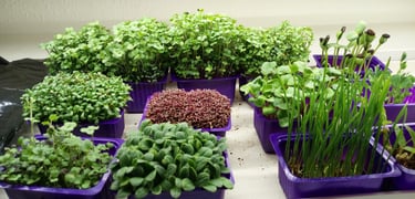 a picture of Early Greens microgreens nursery  produce