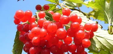 Cranberry rich in antioxidants and vitamins for cell protection and skin health