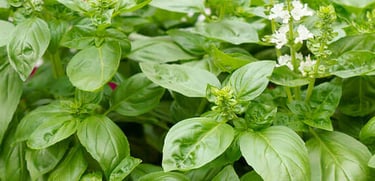 Basil