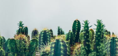 Cacti plants