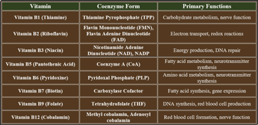 b complexas coenzymes & functions