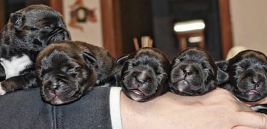 cuccioli grecalestaffs staffordshire bull terrier con pedigree Enci allevamento Sicilia Italia