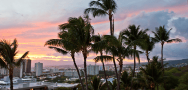 honolulu palm trees