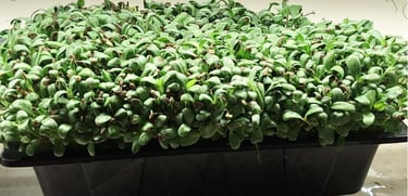  micro fenugreek