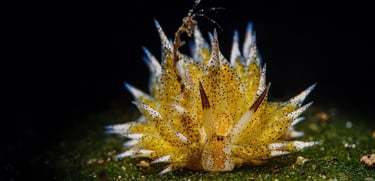prix photo Galathea  Nudibranche jaune Olivier Martinez