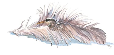 a heron inside a heron feather watercolor