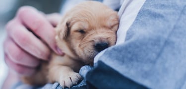 Un étudiant en école vétérinaire roumaine tient un chien