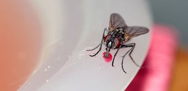 Common housefly helping itself to dessert