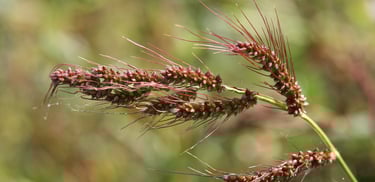 a close up of millet grass plant with some grass