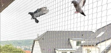 Bird Netting_25/03/25