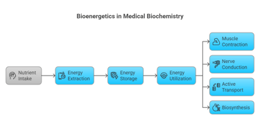 bioenergetics in medical biochemistry