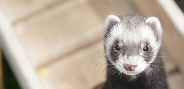 Un furet lors d'une garde à domicile