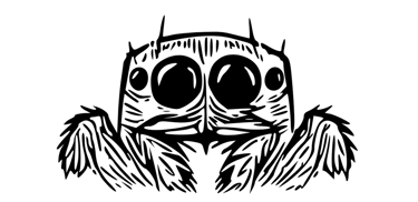 achat phidippus regius - kit phidippus regius - adoption phidippus regius