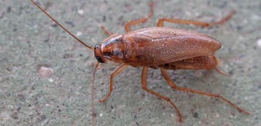 Γερμανική κατσαρίδα (Blattella germanica)