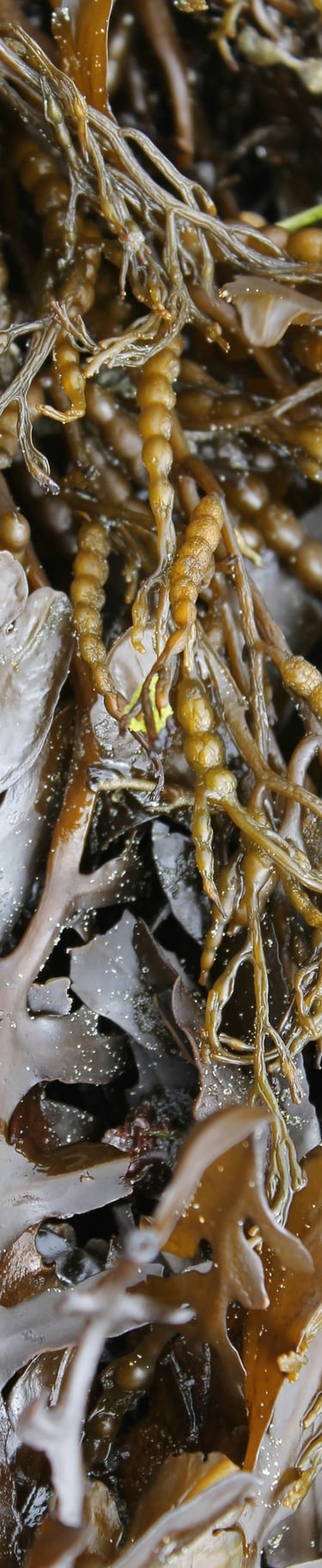 Kelp seaweed