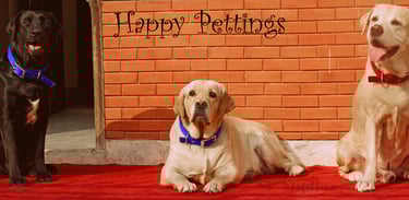 Dog Boarding, Dog Boarding near me, Pet Boarding, Pet Boarding near me, Dog Care, Happy Pettings