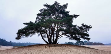 Soesterduinen