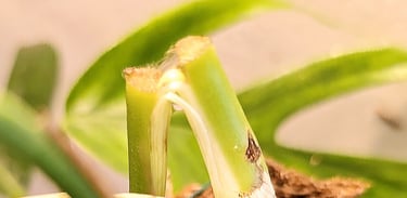 Weak, snapped plant stem